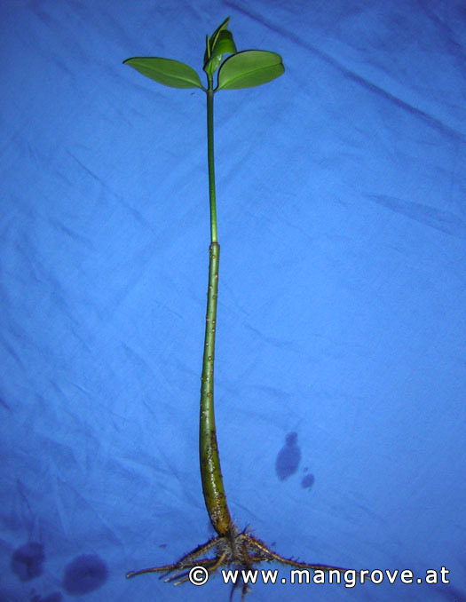 Rhizophora stylosa cultivation
